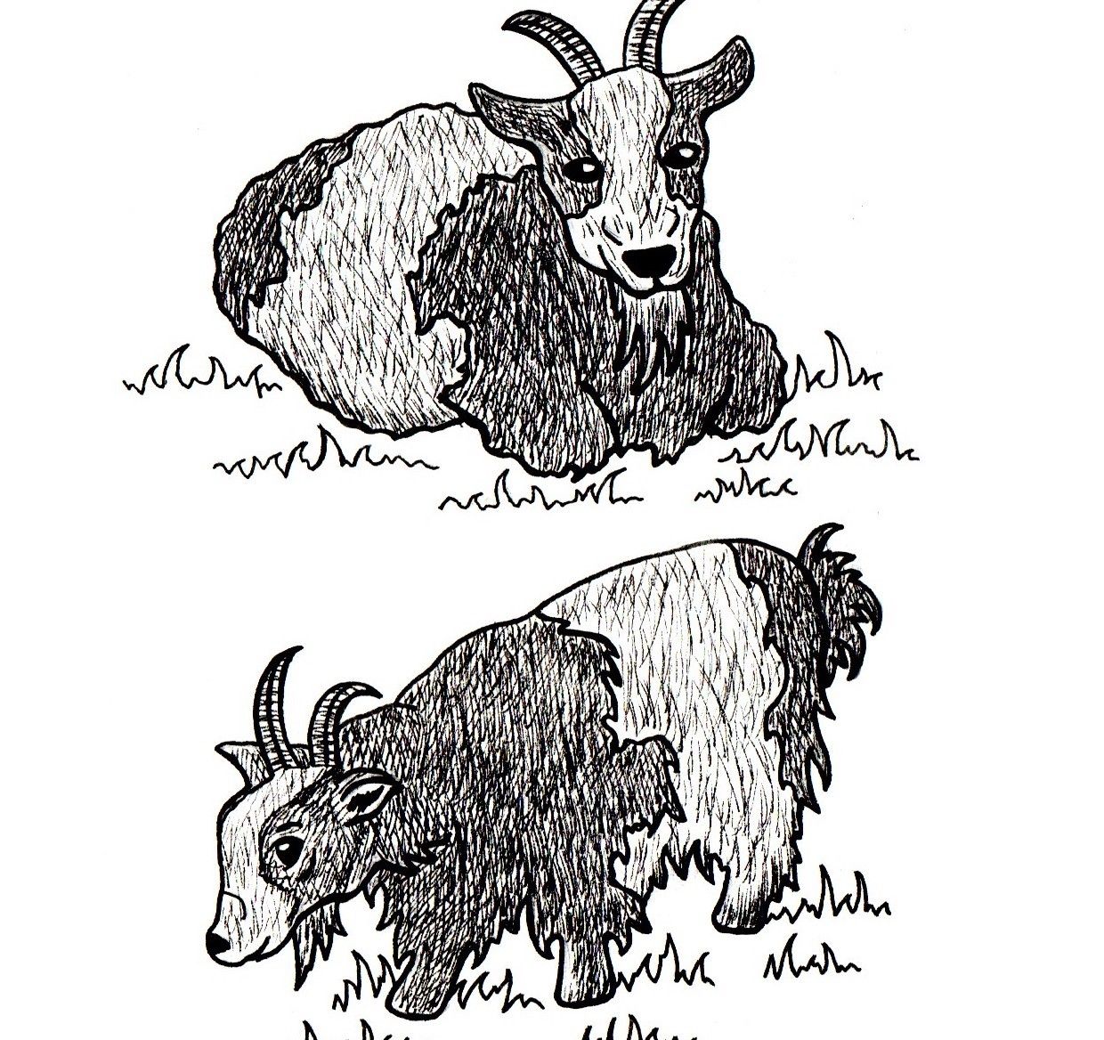 Goats Drawing by Artist Sharon Godwin www.sgodwinstudio.co.uk