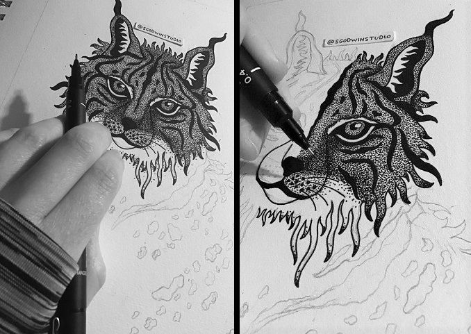 lynx cat drawings work in progress by s godwin studio