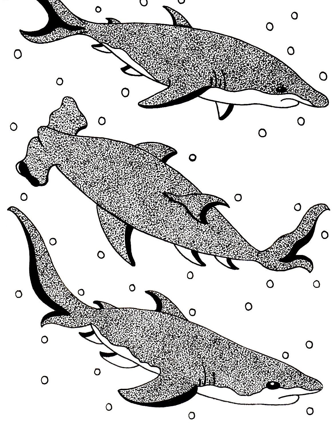 Sharks Drawing by Artist Sharon Godwin www.sgodwinstudio.co.uk