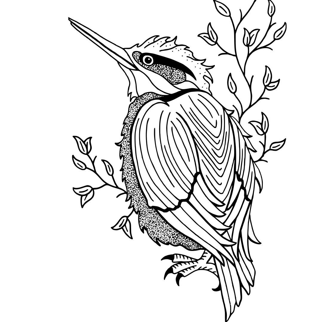 Kingfisher Bird Drawing by Artist Sharon Godwin www.sgodwinstudio.co.uk