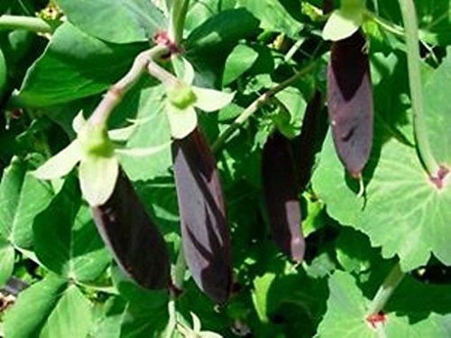 Shiraz purple podded snow pea -  delivery mid may onwards