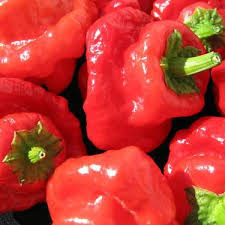 Scotch bonnet red - pre order delivery from  mid April