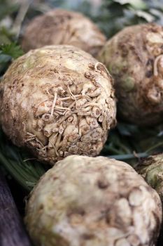 Celeriac - pre order delivery from end of May
