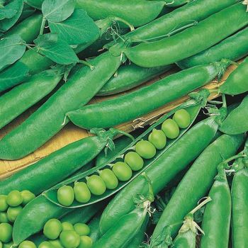 Peas Rondo - maincrop -  pre order delivery from mid May