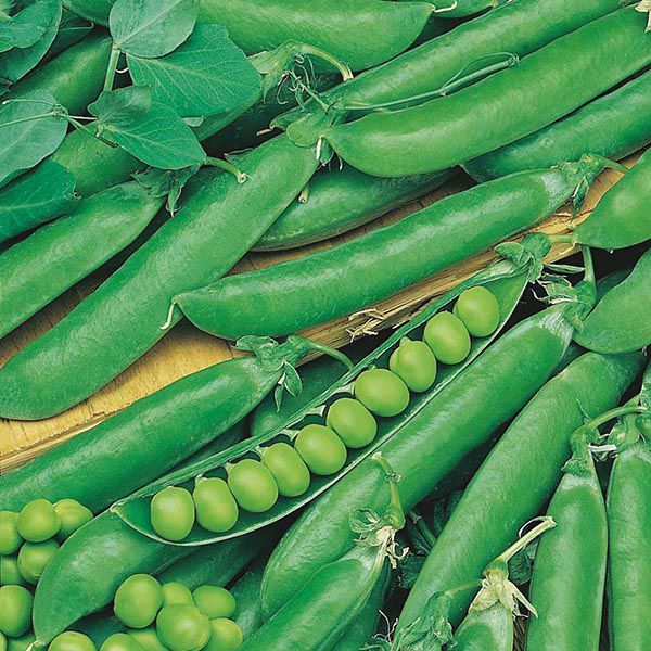 Peas Rondo - maincrop