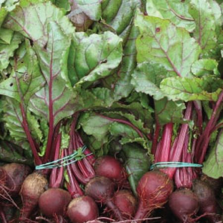 Beetroot plug plants x 10