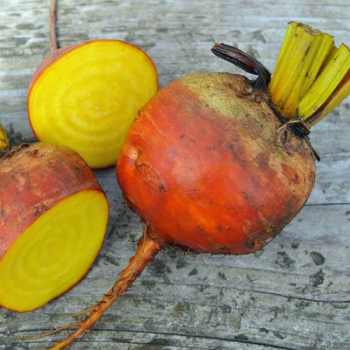 Beetroot golden burpees x 10 plug plants, delivery mid May
