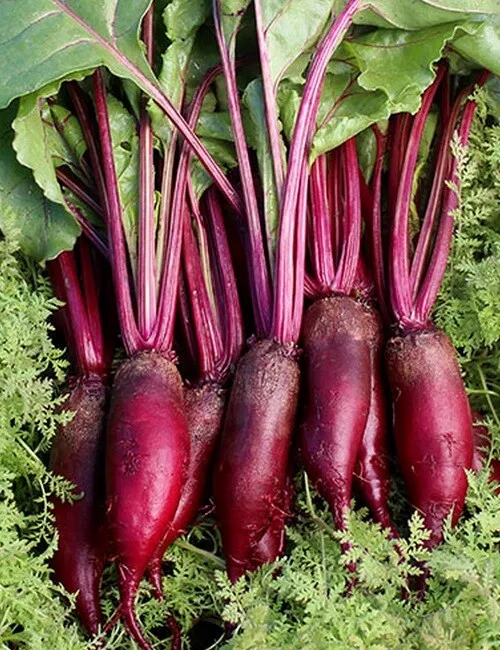 Beetroot Cylindra Plug Plants , Multi Sown