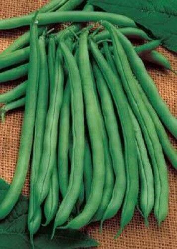 french beans  blue lake x 10 plug plants pre order delivery end May