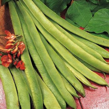 Runner beans Lady Di x 10 pug plants, delivery mid May