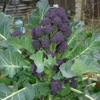 Purple sprouting brocoli x 10 plug plants, pre order delivery late April