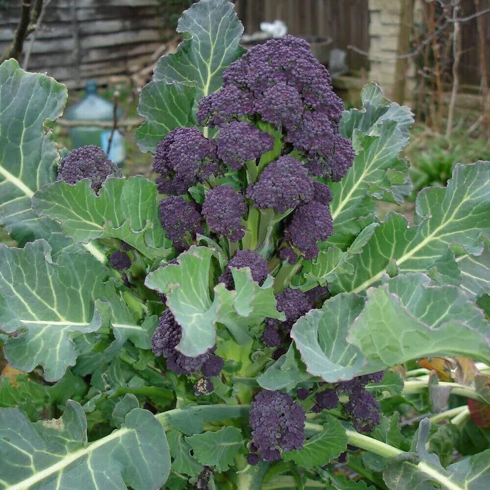 Purple sprouting brocoli x 10 plug plants, pre order delivery late April