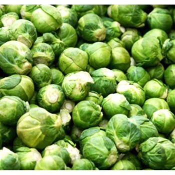 Brussels sprouts  Evesham special plug plants x 10 pre order delivery end April