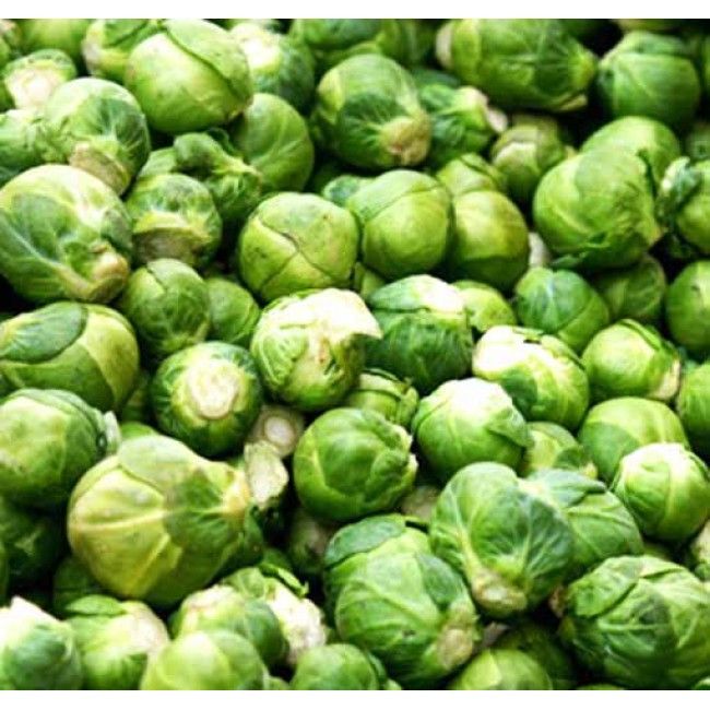 Brussels sprouts  Evesham special plug plants x 10 pre order delivery end A