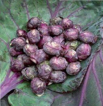 Brussels sprouts Red bull  10 x plug plants , pre order delivery end of  April