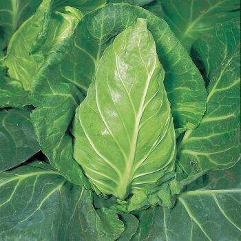 summer cabbage, greyhound x 10 plug plants pre order mid April