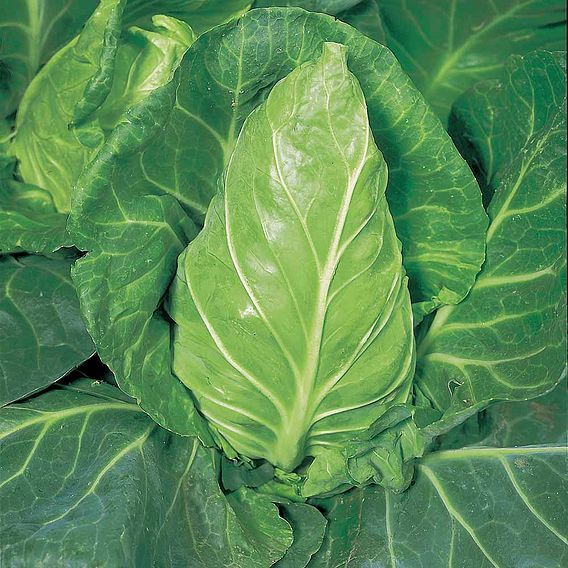 summer cabbage, greyhound x 10 plug plants pre order mid April