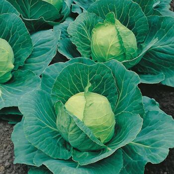 Summer cabbage primo x 10 plug plants, pre order delivery mid April