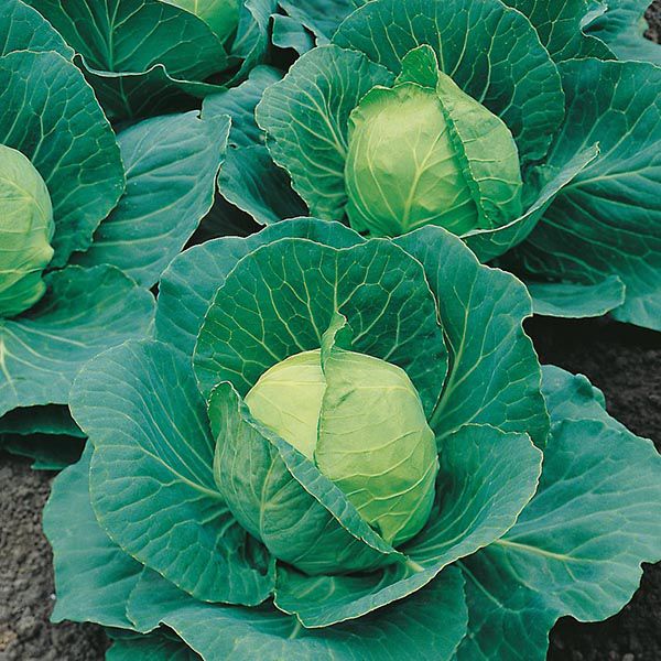 Summer cabbage primo x 10 plug plants, pre order delivery mid April