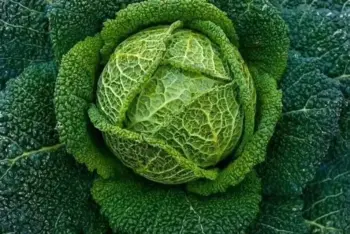 winter cabbage plug plants, savoy, pre order delivery mid June