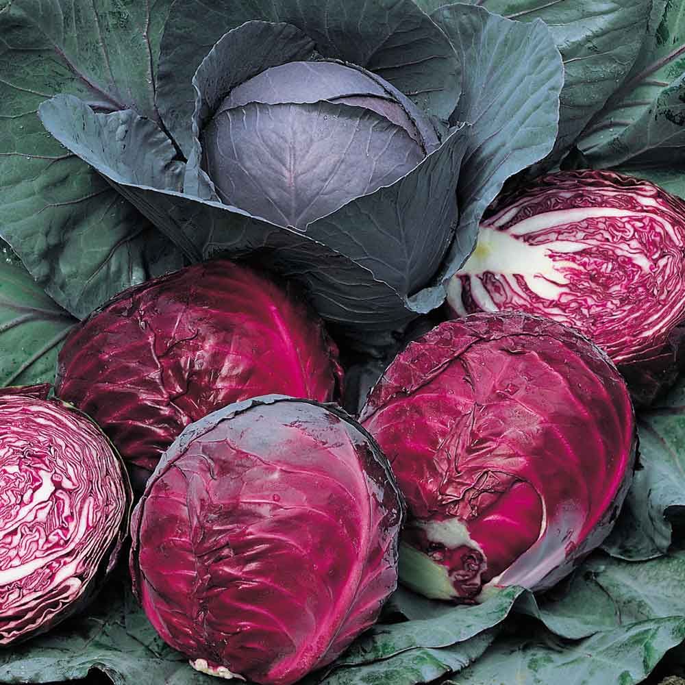 Red winter cabbage x 10 plug plants, pre order delivery mid June