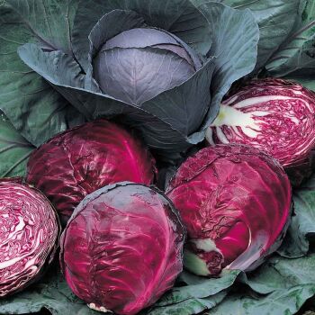 Red winter cabbage x 10 plug plants, pre order delivery mid June