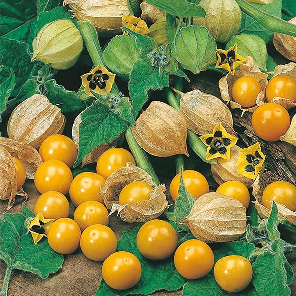 cape gooseberry x 3 in 7cm pots