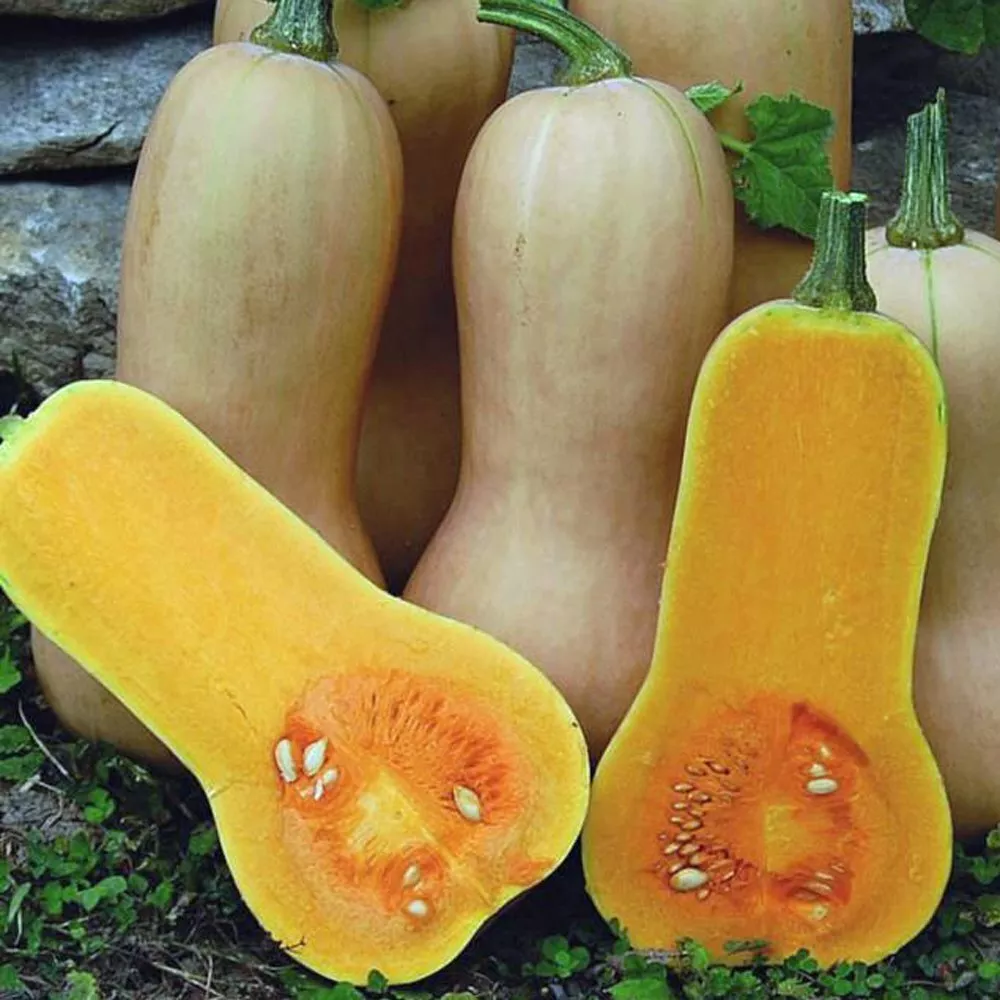 Butternut squash x 3 in 7cm pots, pre order delivery early May