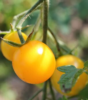 Tomato  plants snowberry  x 3 plug plants, pre order delivery end of April