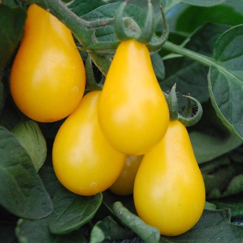 Tomato plants, yellow submarine x 3 plug plants, pre order delivery late Ap