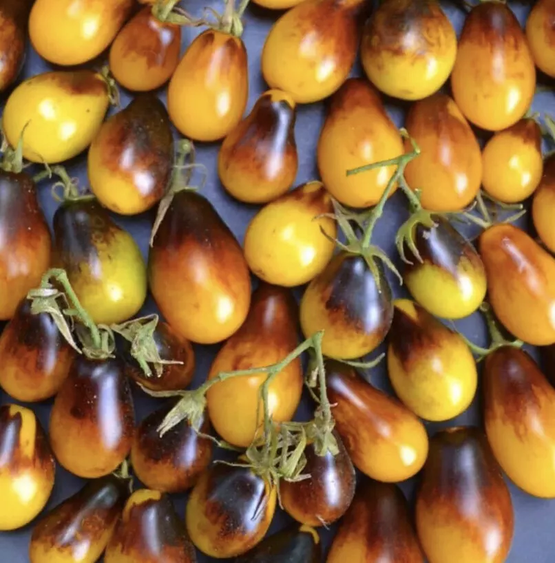 Tomato plants indigo peardrops x 3 plug plants, pre order delivery late Apr