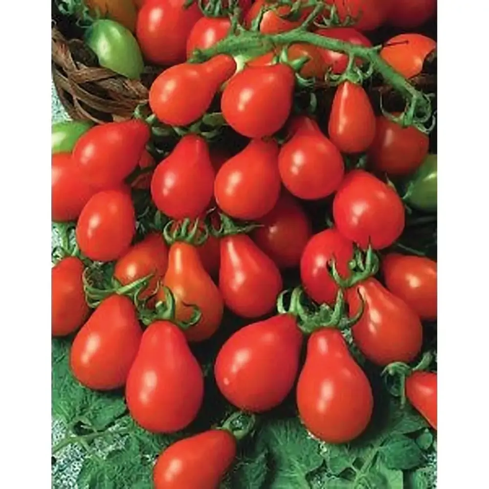Tomato plants red pear/cherry bell x 3 plug plants, pre order delivery late