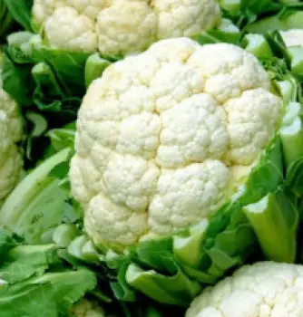 Cauliflower all year round x 10 plug plants, pre order delivery end April