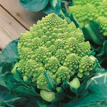 Cauliflower Romansco ottobrino x 10 plug plants, pre order late April