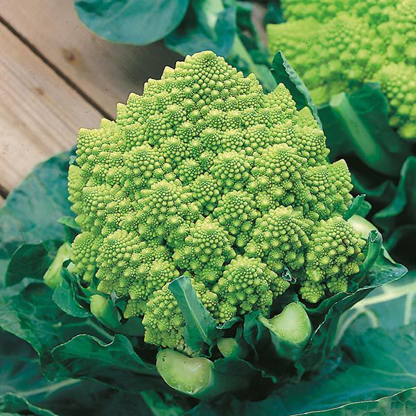 Cauliflower Romansco ottobrino x 10 plug plants, pre order late April