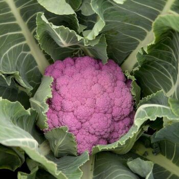 Cauliflower Di sicilia violetto x 10 plug plants, pre order delivery late April