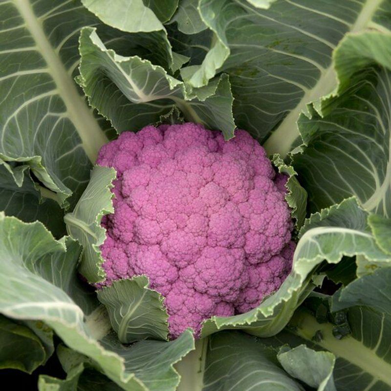 Cauliflower Di sicilia violetto x 10 plug plants, pre order delivery late A