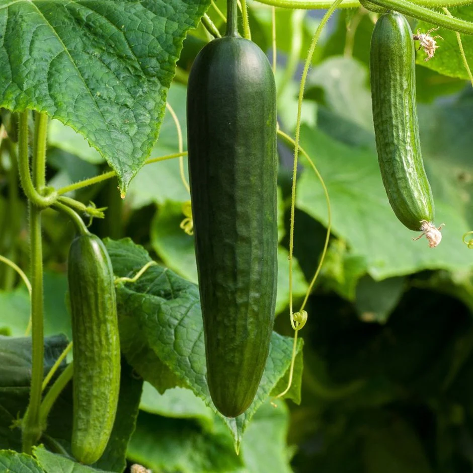 Cucumber early spring burpless x 3 plants in 7cm pots, pre order delivery m
