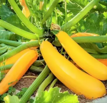 courgette yellow, pre order delivery mid May
