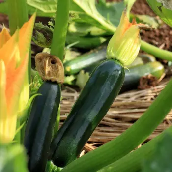 courgette black beauty - delivery mid May