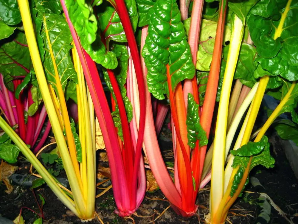 Swiss chard - rainbow mix - pre order delivery end April
