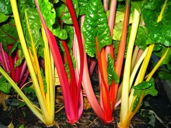 Swiss chard - rainbow mix - pre order delivery end April
