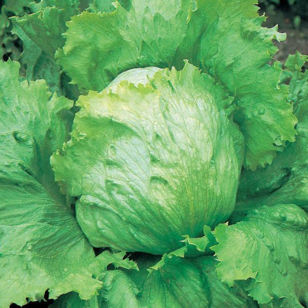 Saladin x 10 plug plants -pre order delivery mid April