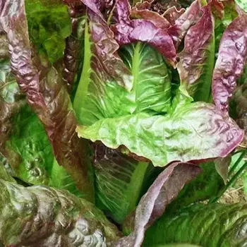 Red romain -  cos  x 10 plug plants -pre order delivery mid April
