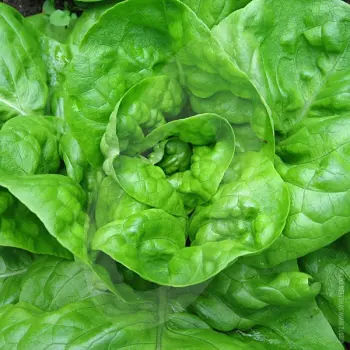 All year round butterhead lettuce x 10 plug plants - pre order delivery mid April