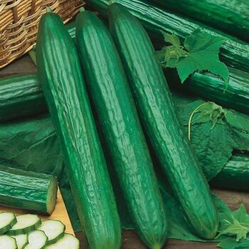 Cucumber telegraph x 3 plants -pre order delivery mid May