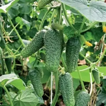 Gherkin plants x 3 - pre order delivery mid May