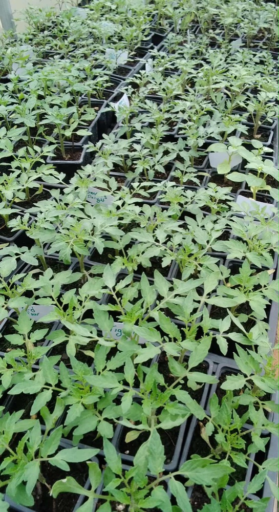 vegetable Plug Plants