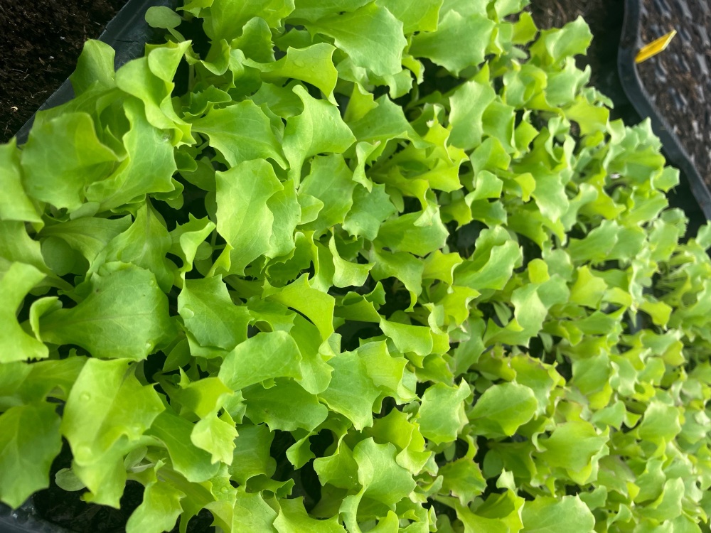 Iceberg Lettuce Multi Sown Plug Plants