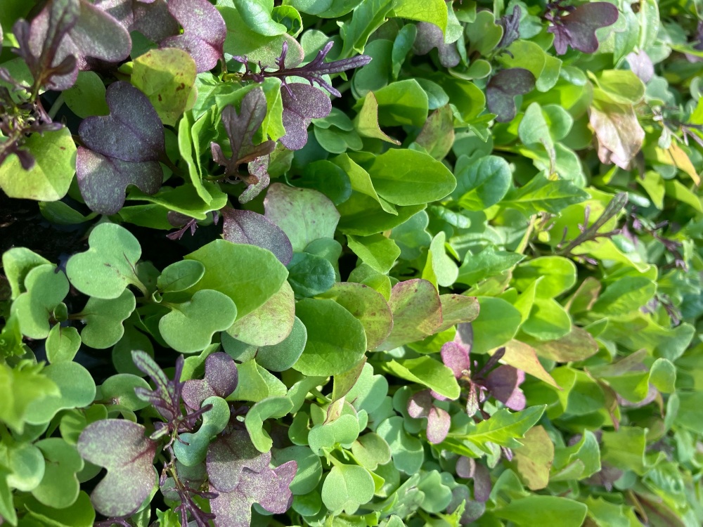 Mesclun Mix - Salad Leaf , Multi Sown Plug Plants